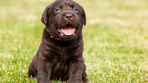 Brown puppy