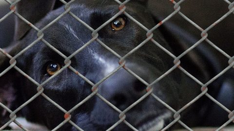 Dog in cage at the pound