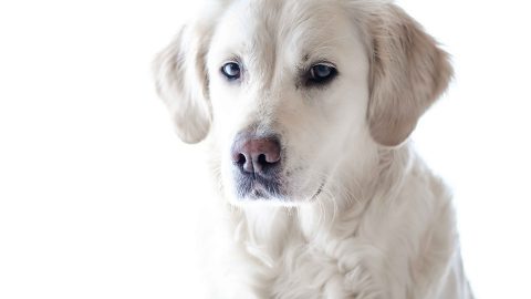 Labrador dog