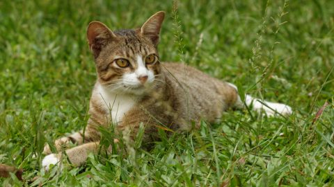 Pet cat sitting on grass