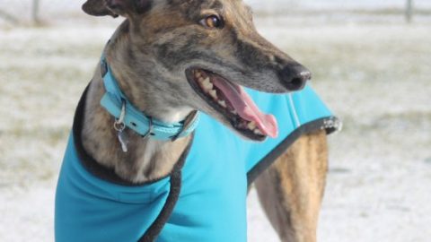 Greyhound wearing blue vest