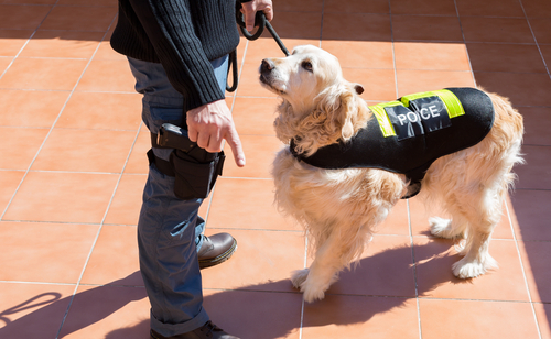 are sniffer dogs reliable