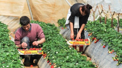 Foreign workers in a garden