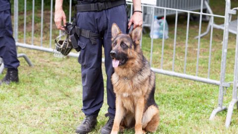 Drug detection dog