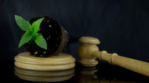 Cannabis law