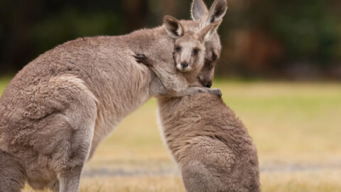 Kangaroos hugging