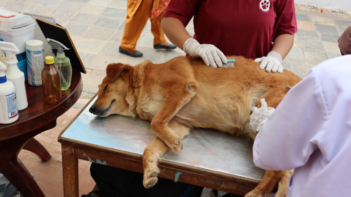 how do you take care of a street dog