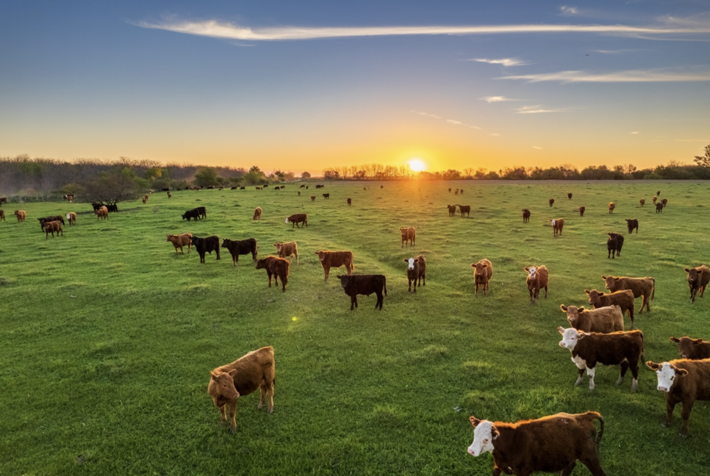 The History of Stealing Farm Animals in Australia